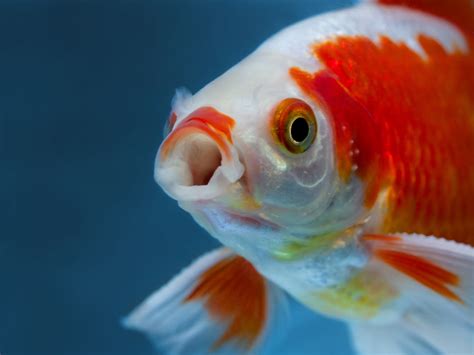 Pesce con puntini bianchi