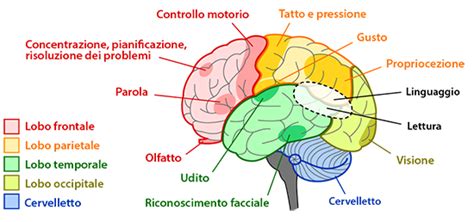 Schema anatomico delle aree interessate dalle verruche genitali