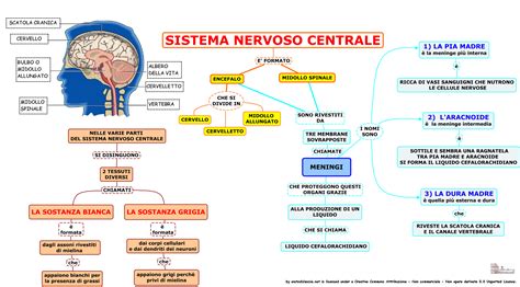 Schema del sistema nervoso centrale e dei recettori posturali