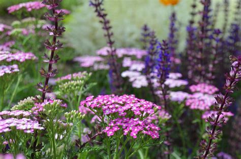 Piante alpine: Avena, Achillea, Salvia