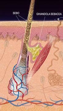 Schema anatomico del cuoio capelluto con evidenziazione dei follicoli piliferi e delle ghiandole sebacee
