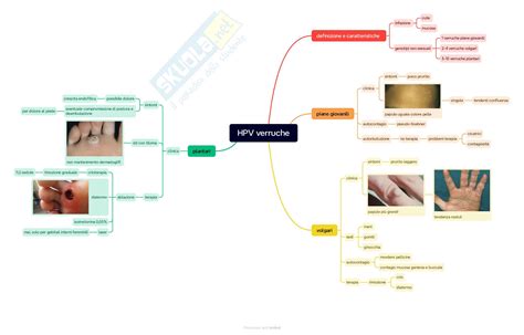 Illustrazione dettagliata delle diverse fasi dell'eczema: eritema, vescicole, essudazione, croste