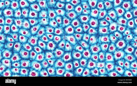 Cellule B al microscopio