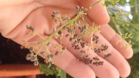 Immagine di semi di prezzemolo