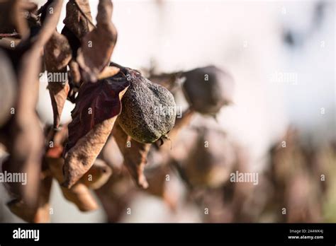 Albero di pero con foglie annerite e secche
