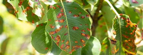 Foglie di pero con sintomi di ticchiolatura