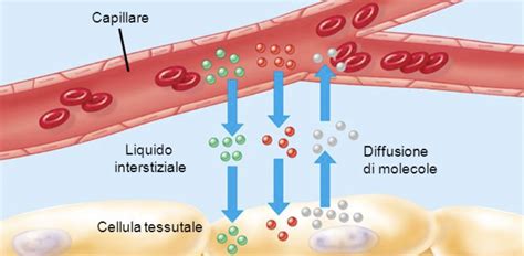 Schema della distribuzione dei fluidi corporei (intracellulare, extracellulare, plasma, interstiziale)