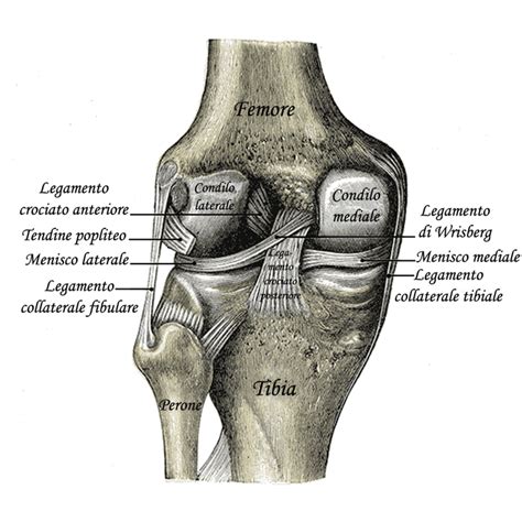 Diagramma anatomico del ginocchio con legamento crociato anteriore evidenziato