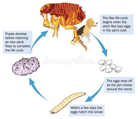 Illustrazione di un ciclo di vita della pulce, che evidenzia le diverse fasi e dove si annidano