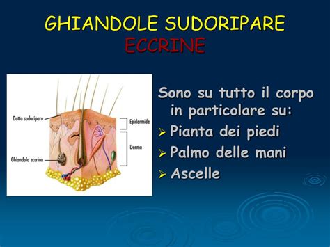 diagramma ghiandole sudoripare