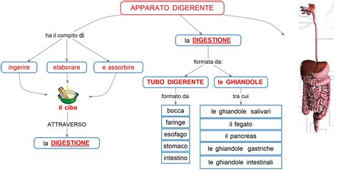 schema digestione