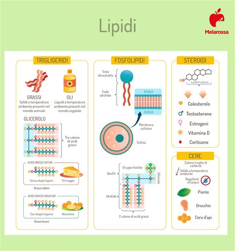 Diagramma che illustra le funzioni dei lipidi cutanei