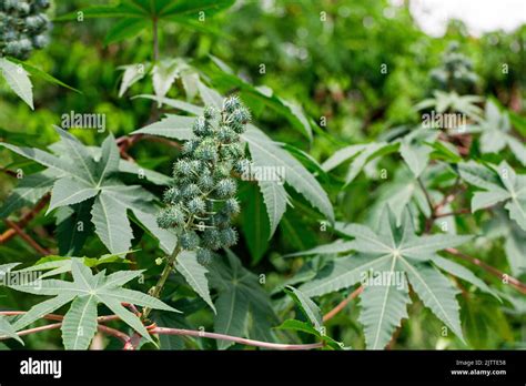 Semi della pianta Ricinus communis