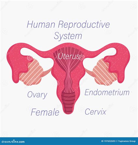 Schema anatomico del sistema riproduttivo femminile