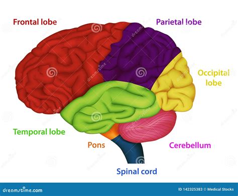 Illustrazione schematica del cervello umano con evidenziate le aree potenzialmente colpite dall'encefalopatia tossica