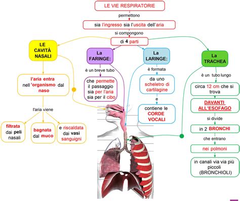 Illustrazione delle vie respiratorie umane, con enfasi sulle aree interessate dalla RADS