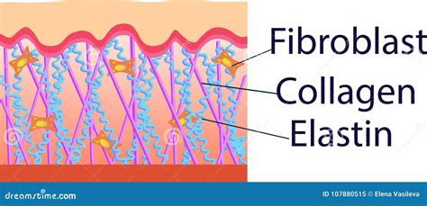 Struttura delle fibre di collagene ed elastina