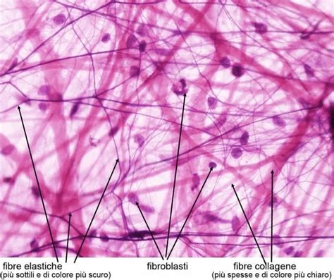Micrografia del derma con fibre collagene ed elastiche