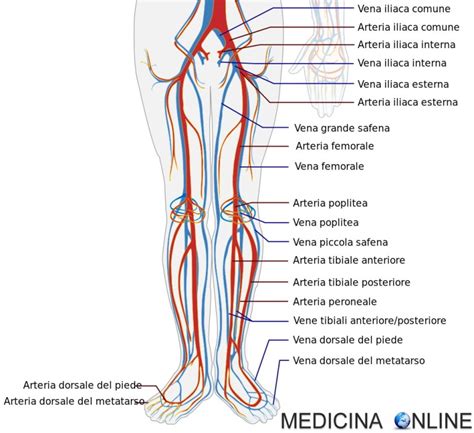 Schema anatomico dei vasi sanguigni superficiali della gamba
