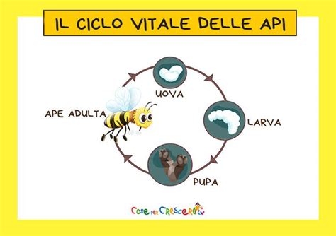 Ciclo vitale delle cercarie