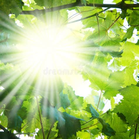 Raggi di sole che filtrano tra le foglie di un albero