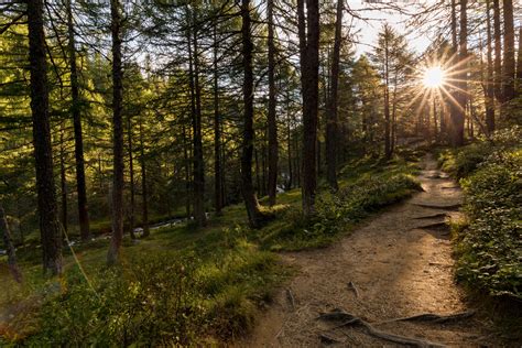 Sentiero nel bosco illuminato dal komorebi