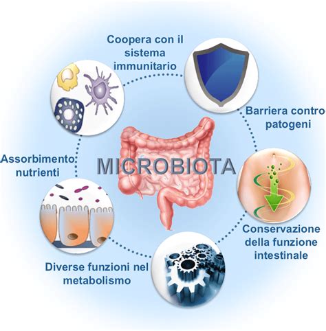 Illustrazione del microbioma intestinale umano con diversi tipi di batteri.