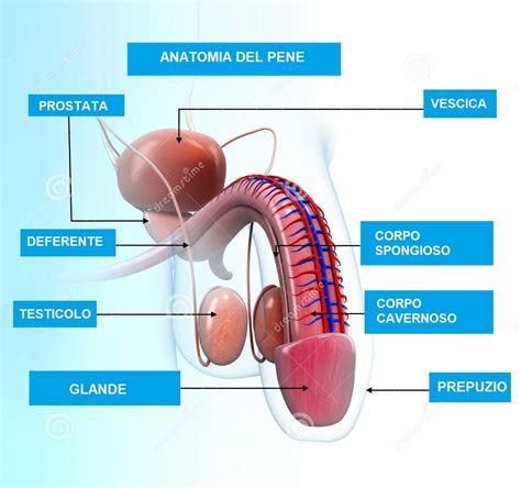 Anatomia del pene maschile