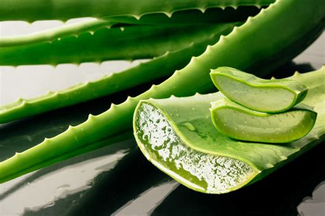 Foglie di Aloe Vera e un barattolo di gel