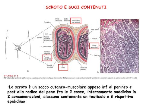 Diagramma anatomico dello scroto e dei suoi contenuti