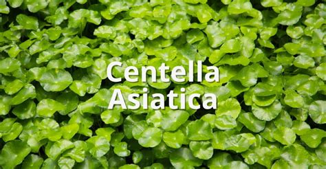 Diagramma dei benefici della Centella Asiatica sulla pelle