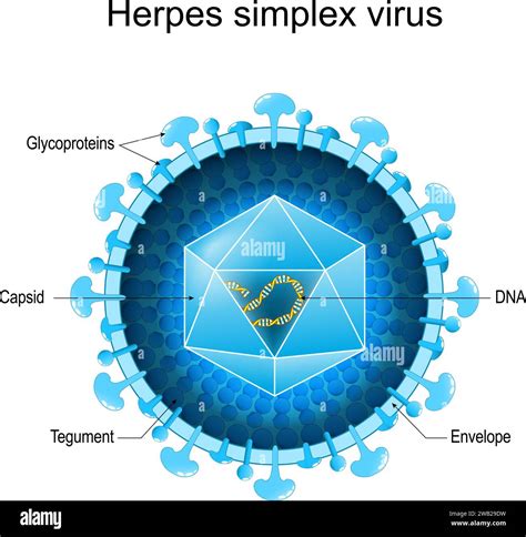 Schema della trasmissione del virus dell'herpes simplex