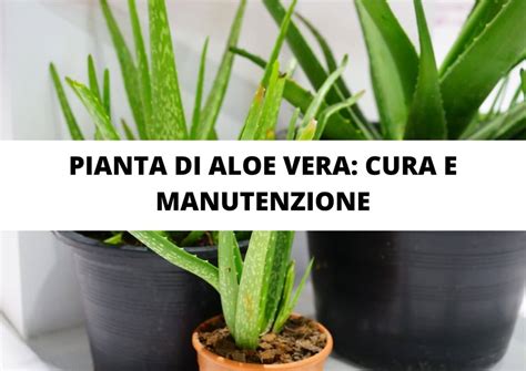 Pianta di Aloe Vera e il suo gel