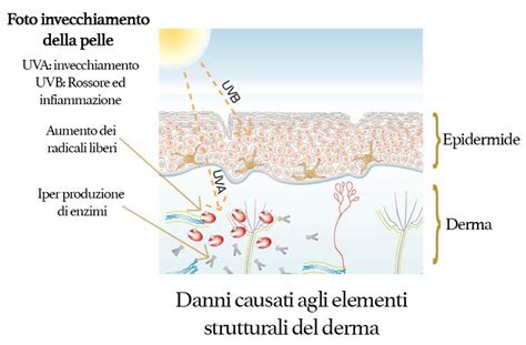 Schema dell'invecchiamento cutaneo