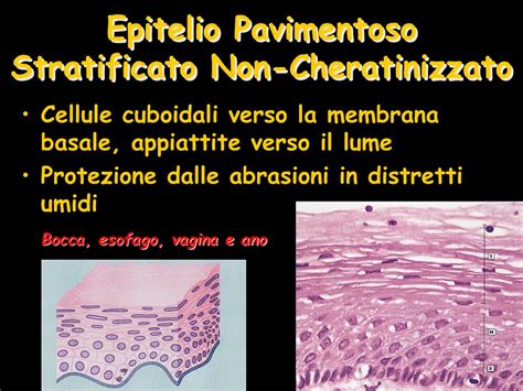 Micrografia di epitelio pavimentoso stratificato