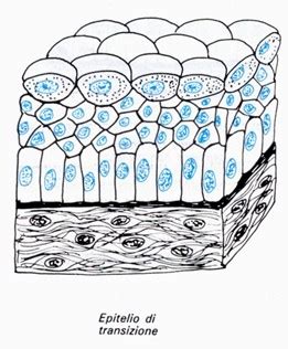 Disegno schematico dell’organizzazione dell’epitelio di transizione