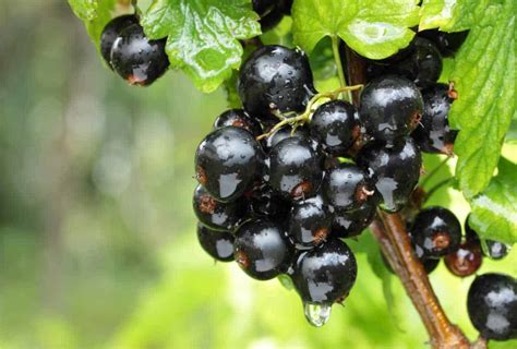 Semi di Ribes Nero