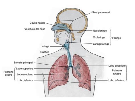 Diagramma dell'apparato respiratorio superiore con focus su gola e tonsille