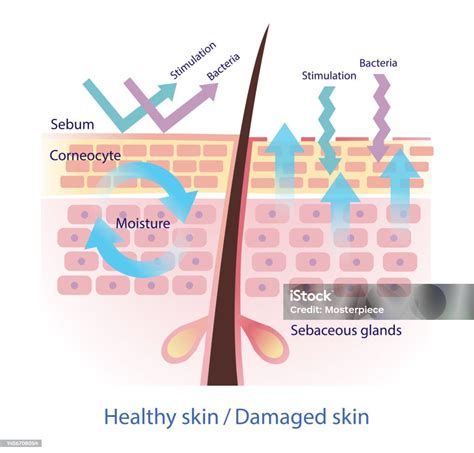 Illustrazione di una pelle sana e una barriera cutanea protetta.