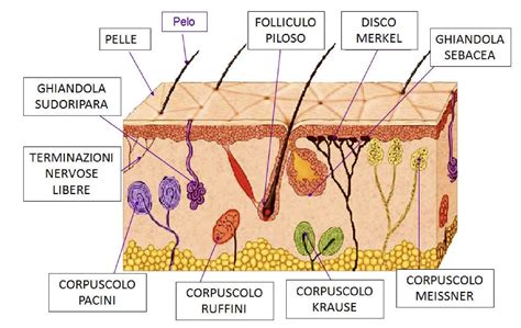 Schema anatomico della pelle con evidenziati follicoli piliferi e ghiandole sebacee