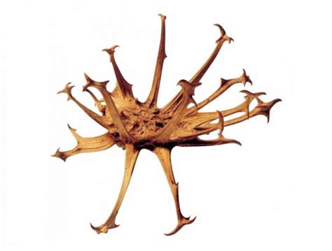 Pianta di Artiglio del Diavolo con i suoi frutti uncinati