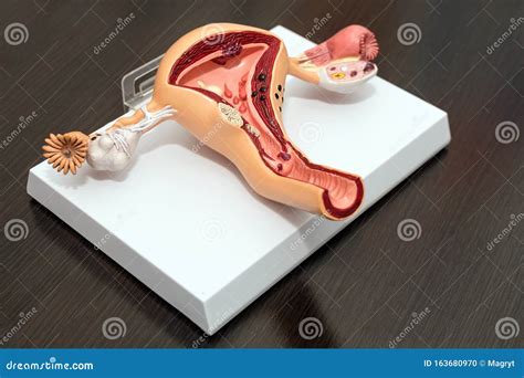 Modello anatomico in cera del Rinascimento