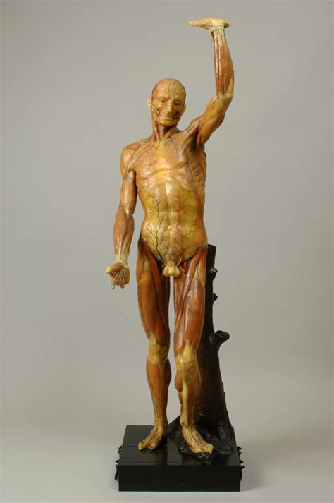 Un modello anatomico di Ercole Lelli