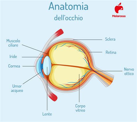 Anatomia dell'occhio con focus sulla cornea