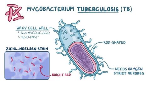 Schema del Mycobacterium tuberculosis