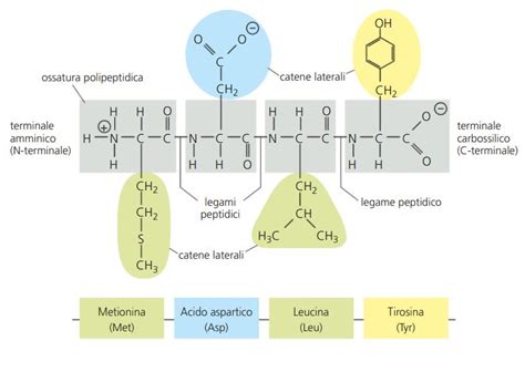 Struttura molecolare delle ceramidi