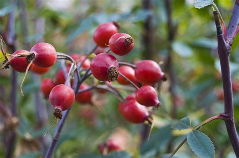 Pianta di Rosa Canina con bacche