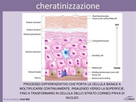 Struttura dell'epidermide e processo di cheratinizzazione