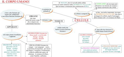 Mappa del corpo umano che evidenzia le aree ricche di ghiandole sebacee
