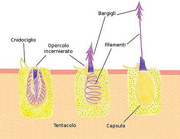 Schema di una nematocisti di medusa